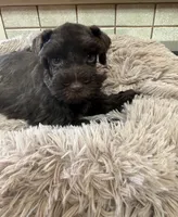 Willow, a female Miniature Schnauzer for sale in Telephone, TX – Photo 5 of 6