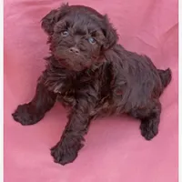 Willow, a female Miniature Schnauzer for sale in Telephone, TX – Photo 1 of 6