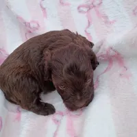 Willow, a female Miniature Schnauzer for sale in Telephone, TX – Photo 4 of 6