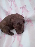 Willow, a female Miniature Schnauzer for sale in Telephone, TX – Photo 2 of 2