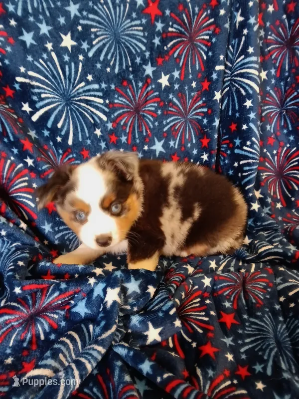Alvin – Toy Australian Shepherd puppy for sale in Telephone, TX