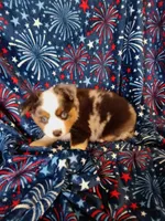 Alvin, a male Toy Australian Shepherd for sale in Telephone, TX – 5 of 8
