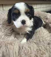 George, a male Cavalier King Charles Spaniel for sale in Telephone, TX – Photo 3 of 5