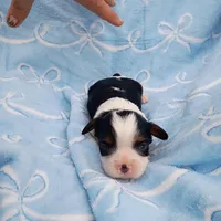 George, a male Cavalier King Charles Spaniel for sale in Telephone, TX – Photo 5 of 5