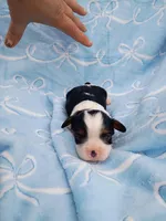 George, a male Cavalier King Charles Spaniel for sale in Telephone, TX – Photo 2 of 2