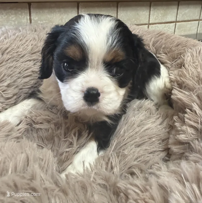 George – Cavalier King Charles Spaniel puppy for sale in Telephone, TX
