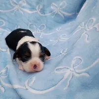 George, a male Cavalier King Charles Spaniel for sale in Telephone, TX – Photo 4 of 5