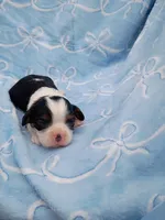 George, a male Cavalier King Charles Spaniel for sale in Telephone, TX – Photo 1 of 2