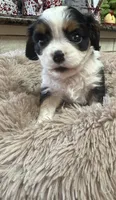 George, a male Cavalier King Charles Spaniel for sale in Telephone, TX – Photo 2 of 5