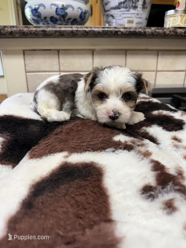 Ross – Yorkshire Terrier puppy for sale in Telephone, TX