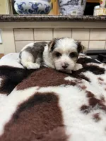 Ross, a male Yorkshire Terrier for sale in Telephone, TX – 1 of 3