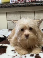 Joker, a male Yorkshire Terrier for sale in Telephone, TX – 2 of 6