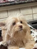 Joker, a male Yorkshire Terrier for sale in Telephone, TX – 3 of 6