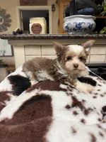 Rosa, a female Yorkshire Terrier for sale in Telephone, TX – 1 of 7
