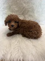 Hobbs, a  Poodle - Toy  for sale in Telephone, TX – 2 of 2