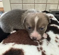 solo, a male Pembroke Welsh Corgi for sale in Telephone, TX – 4 of 4
