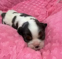 Carrie, a female Cavalier King Charles Spaniel for sale in Telephone, TX – 3 of 4