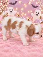 connie, a female Cavalier King Charles Spaniel for sale in Telephone, TX – 2 of 2