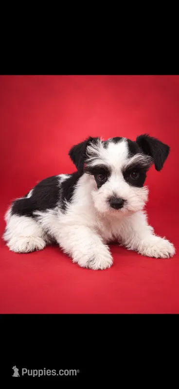 Bianca – Miniature Schnauzer puppy for sale in Telephone, TX