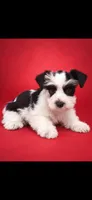 Bianca, a female Miniature Schnauzer for sale in Telephone, TX – 1 of 2