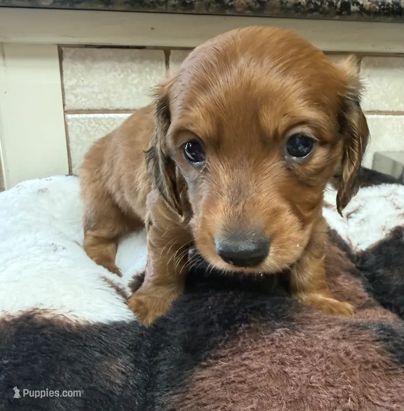 Clyde  AKC – Miniature Dachshund puppy for sale in Telephone, TX