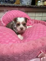 Rosa, a female Yorkshire Terrier for sale in Telephone, TX – 2 of 4