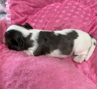 Carrie, a female Cavalier King Charles Spaniel for sale in Telephone, TX – 2 of 4