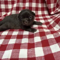 Webster, a male Shih Tzu for sale in Telephone, TX – Photo 6 of 7