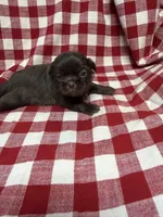 Webster, a male Shih Tzu for sale in Telephone, TX – Photo 3 of 4