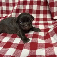 Webster, a male Shih Tzu for sale in Telephone, TX – Photo 4 of 7