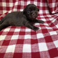 Webster, a male Shih Tzu for sale in Telephone, TX – Photo 7 of 7