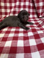 Webster, a male Shih Tzu for sale in Telephone, TX – Photo 4 of 4