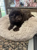 Webster, a male Shih Tzu for sale in Telephone, TX – Photo 2 of 7