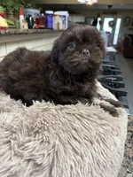 Webster, a male Shih Tzu for sale in Telephone, TX – Photo 1 of 7