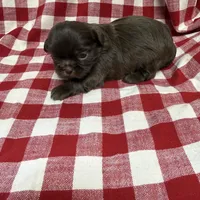 Webster, a male Shih Tzu for sale in Telephone, TX – Photo 5 of 7