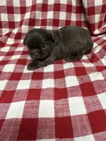 Webster, a male Shih Tzu for sale in Telephone, TX – Photo 2 of 4