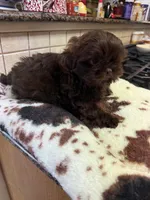 Webster, a male Shih Tzu for sale in Telephone, TX – Photo 3 of 7