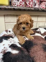 Kramer, a male Cavapoo for sale in Telephone, TX – 3 of 6