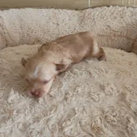 Joker, a male Yorkshire Terrier for sale in Telephone, TX – Photo 6 of 6