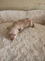 Joker, a female Yorkshire Terrier for sale in Telephone, TX – Photo 3 of 3