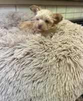 Joker, a male Yorkshire Terrier for sale in Telephone, TX – Photo 3 of 6