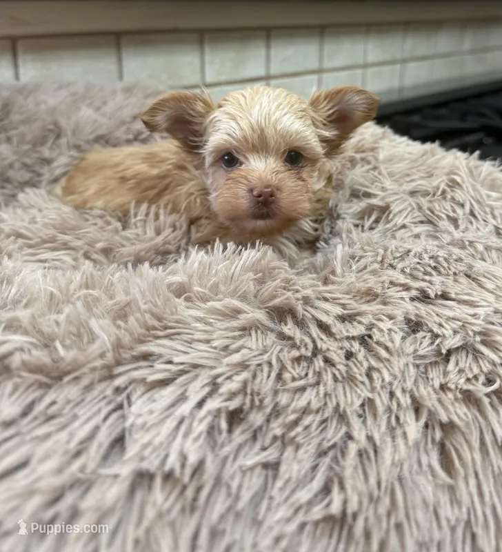 Joker – Yorkshire Terrier puppy for sale in Telephone, TX