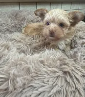 Joker, a male Yorkshire Terrier for sale in Telephone, TX – Photo 2 of 6