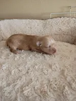 Joker, a female Yorkshire Terrier for sale in Telephone, TX – Photo 2 of 3