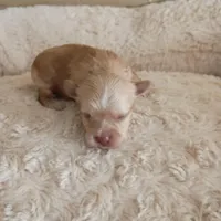 Joker, a male Yorkshire Terrier for sale in Telephone, TX – Photo 4 of 6