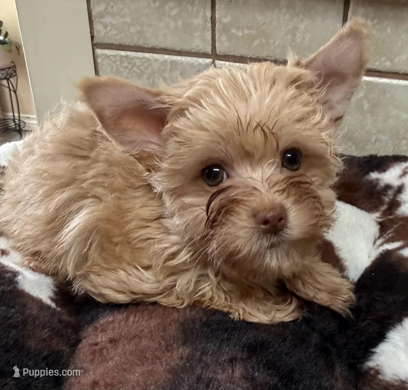 Joker – Yorkshire Terrier puppy for sale in Telephone, TX