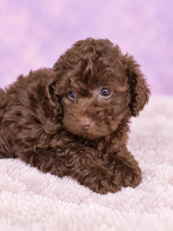 Odette – Poodle - Toy  puppy for sale in Telephone, TX