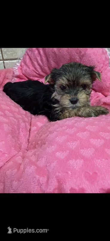 Janie – Yorkshire Terrier puppy for sale in Telephone, TX