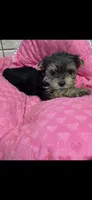 Janie, a female Yorkshire Terrier for sale in Telephone, TX – 1 of 2