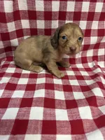 Comet , a male Miniature Dachshund for sale in Telephone, TX – Photo 4 of 4